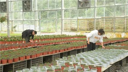 百里杜鵑 花卉種植技術開發為鄉村振興注入新動能