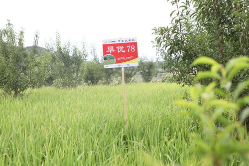 長順果園里種旱稻 探索產(chǎn)業(yè)發(fā)展新“稻”路與種植技術開發(fā)