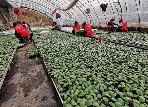 驛城區(qū)禾綠農(nóng)業(yè) 以技術開發(fā)為根基，扶貧濟困送溫暖