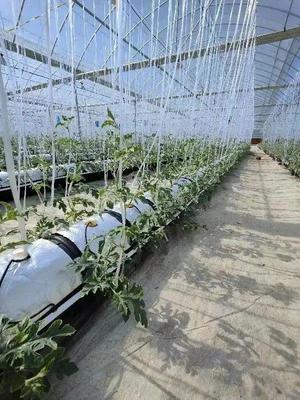 脫下軍裝，投身現(xiàn)代智慧農(nóng)業(yè) 一位退役軍人的金山種植技術開發(fā)之路