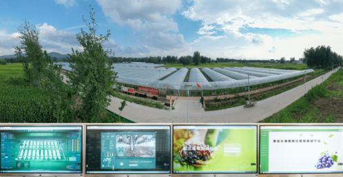 科技賦能葡萄種植，產業興旺引領鄉村振興