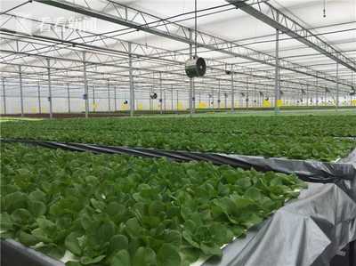 無土栽培新紀(jì)元 上海建成最大單體植物工廠，技術(shù)驅(qū)動(dòng)產(chǎn)量躍升